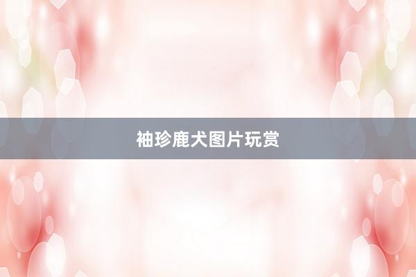 袖珍鹿犬图片玩赏